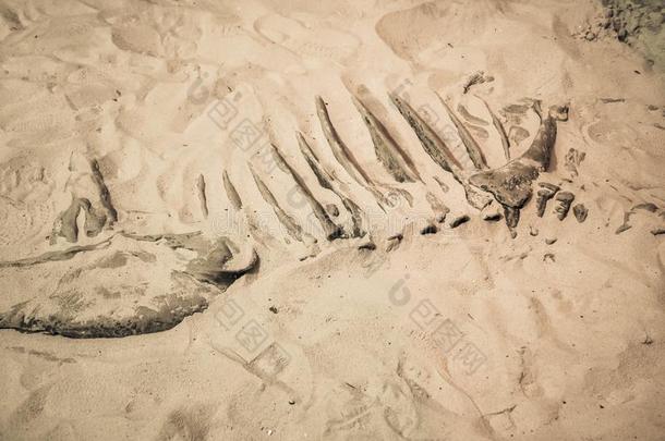 恐龙化石创办,原始的动物骨头采用沙
