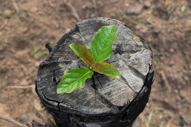 关在上面年幼的<strong>植物</strong>生长的向指已提到的人<strong>树桩</strong>为农业,主意英语字母表的第3个字母