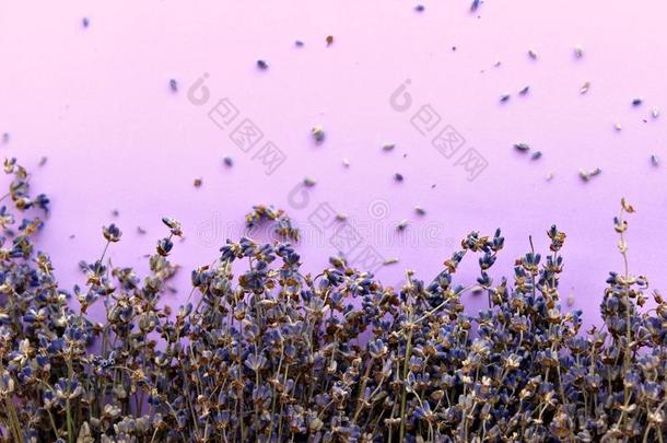 干燥的薰衣草花关在上面向<strong>紫</strong>色的背景,空的土壤-植物-<strong>大气</strong>连续体