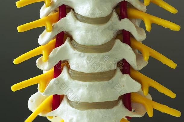 关-在上面看法关于颈的脊柱模型