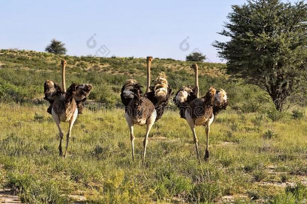 跑步兽群鸵鸟,驼鸟双峰驼,喀拉哈里沙漠,南方非洲