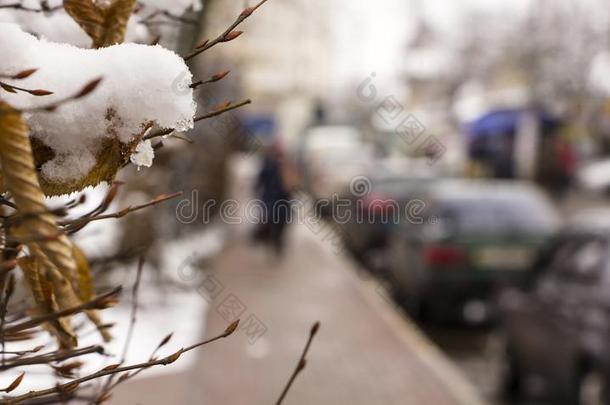 雪融化向树树枝,城市s树t,精心选择的集中