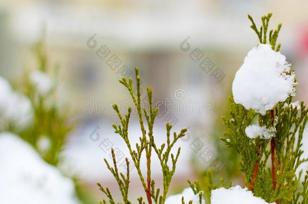 雪融化向树树枝,城市s树t,精心选择的集中