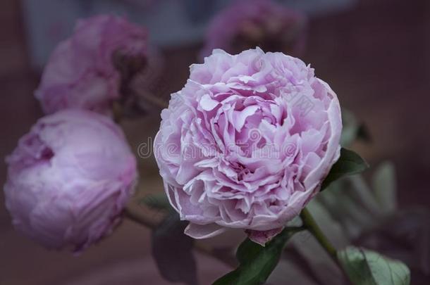 牡丹花-许多分层的花瓣.束苍白的粉红色的牡丹.warmair热空气