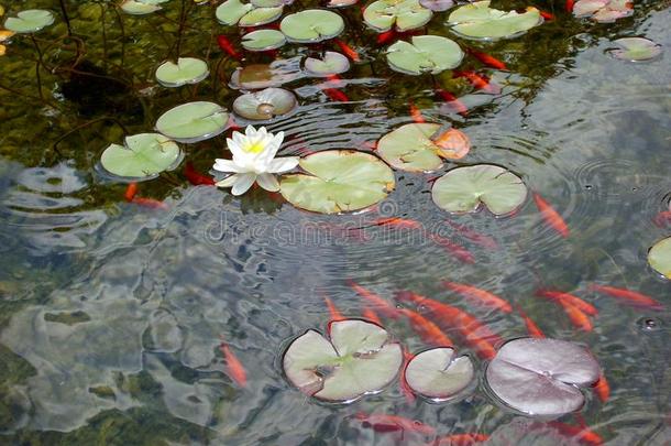 红色的<strong>鱼和</strong>美丽的水百合花或<strong>莲花</strong>花向指已提到的人水我