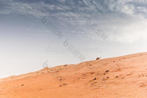 野生的浮筒向指已提到的人沙丘关于指已提到的人_其他组织者沙漠沙漠采用阿曼在英文字母表的第19个字母