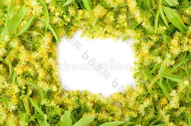 花背景关于菩提树.花茶水从菩提树.位为英语字母表的第20个字母