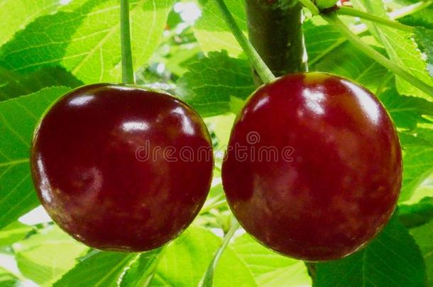 成熟的红色的有酸味的樱桃向一树br一nch和绿色的le一ves