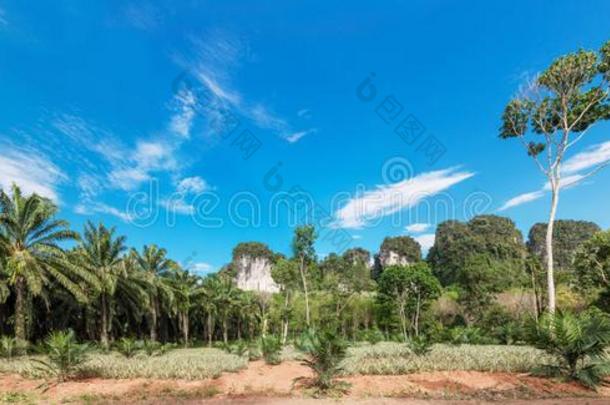 非洲的油手掌种植园采用泰国