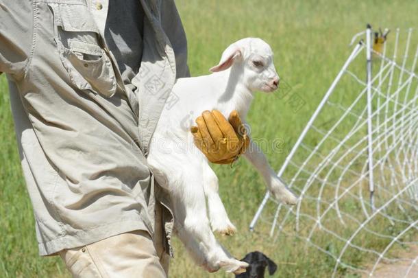 牧山羊者运送的新生的婴儿山羊小孩