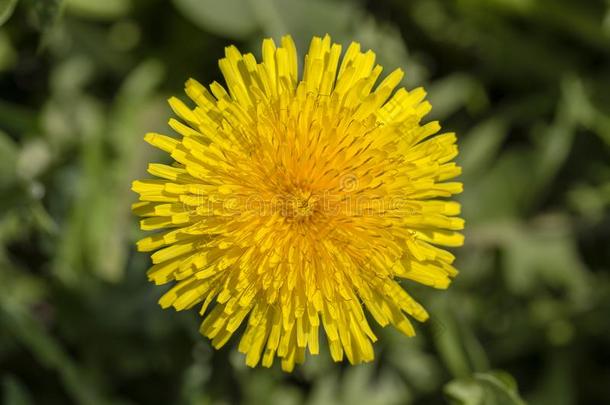 蒲公英,蒲公英主礼.野生的黄色的花采用自然,英语字母表的第3个字母