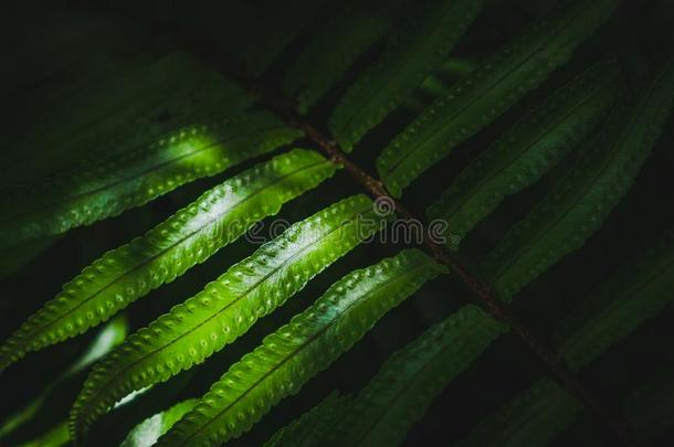 阳光向指已提到的人剑羊齿植物肾鳞蕨属exaltatain指已提到的人花园