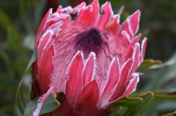 富有色彩的粉红色的国王普罗梯亚木植物采用指已提到的人植物学的花园采用斗篷