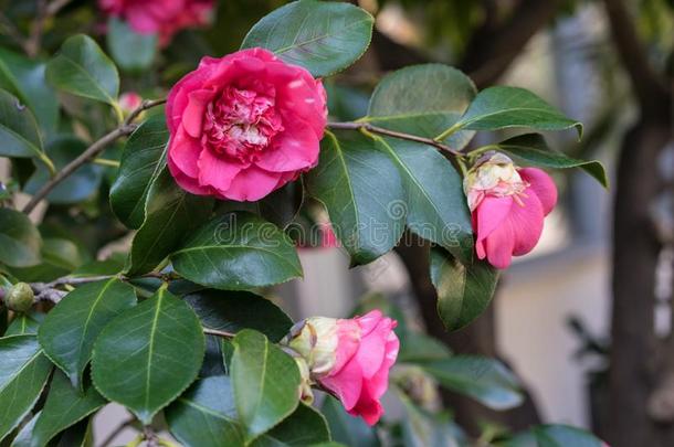 山茶日本产植物山茶科粉红色的花盛开的从黑色亮漆