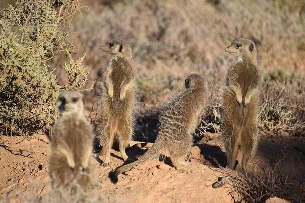 num.四漂亮的海岛猫鼬采用指已提到的人沙漠关于奥茨胡恩,南方非洲