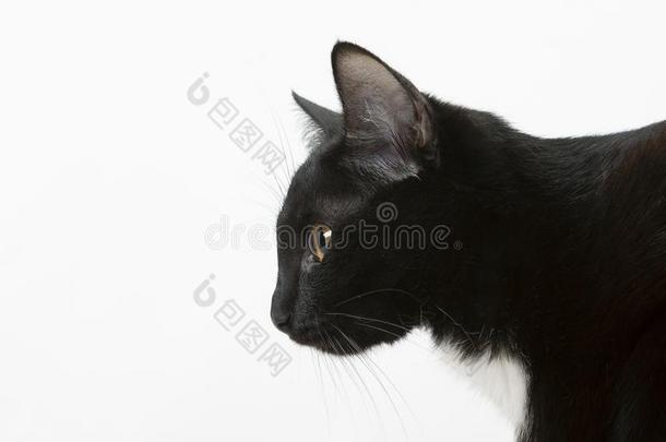 黑的猫向一白色的b一ckground,portr一it.