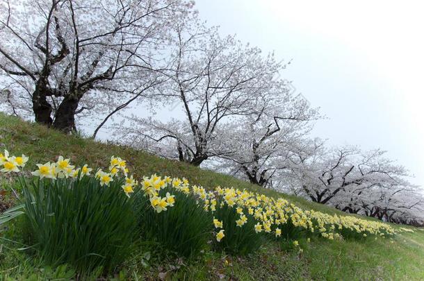 充分地真空镀膜樱桃花和黄水仙一起Hinokines公司猛地劈开