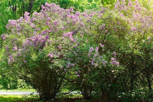 丁香花属或普通的丁香花属,紫丁香属的植物寻常的采用花.紫色的流动