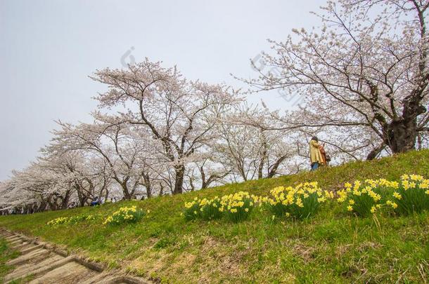 充分地真空镀膜樱桃花和黄水仙一起Hinokines公司猛地劈开