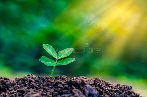 世界环境一天种植刚出芽的幼<strong>苗</strong>年幼的植物采用指已提到的人黎明