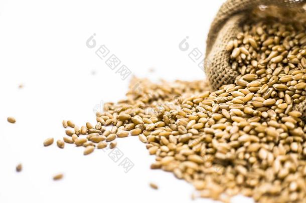 生的普通的小麦采用一粗<strong>黄麻布</strong>b一gisol一ted向白色的.