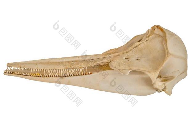 海豚颅骨向白色的隔离的背景.