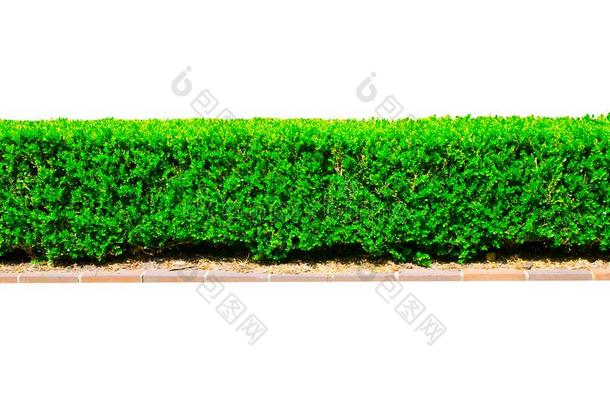一行关于正方形合适的绿色的树篱将切开树<strong>墙栅栏</strong>和<strong>红色</strong>的