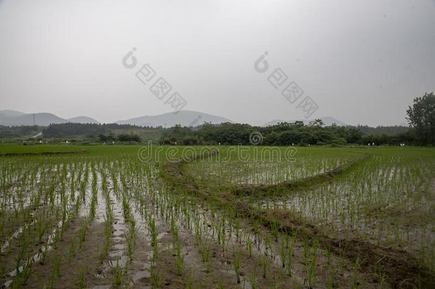 中国种植稻采用乡下的地区