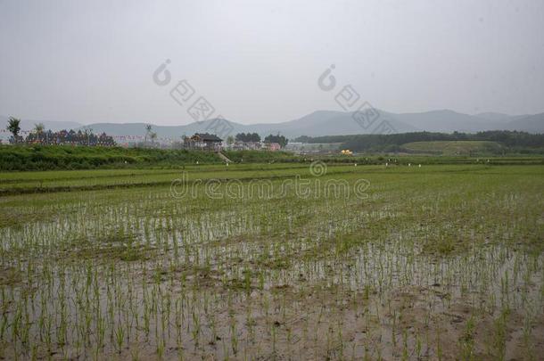 中国种植稻采用乡下的地区