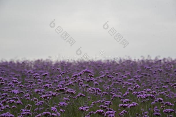 莲花花和莲花树叶采用指已提到的人池塘