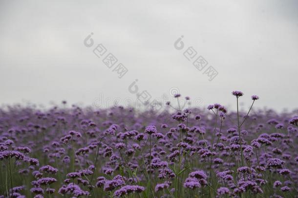 莲花花和莲花树叶采用指已提到的人池塘