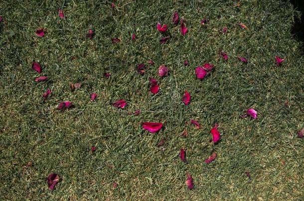 分散的新鲜的玫瑰花瓣向指已提到的人地面