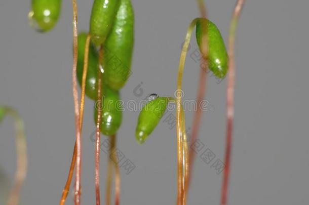 苔藓-孢子体关在上面变模糊背景