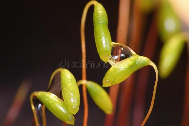 苔藓-孢子体水落下关在上面黑暗的和变模糊后座议员