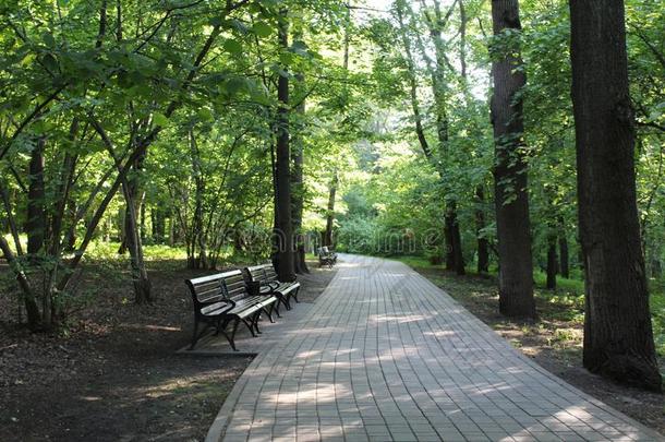 步行小路在之间树采用指已提到的人植物学的花园关于莫斯科.