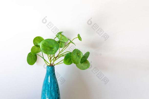 中国人钱植物采用一蓝色v一se.