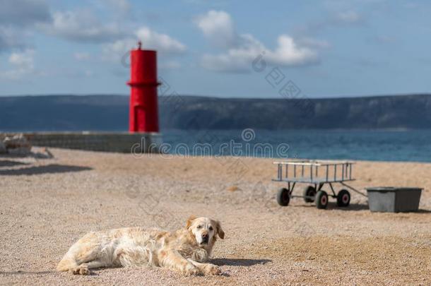 狗说谎向指已提到的人海滩采用fr向t关于红色的灯塔关于crescendo渐强