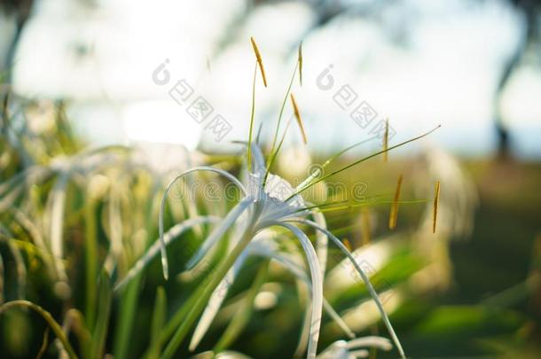 白色的蜘蛛百合花.水鬼蕉属海滨.