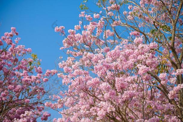 蚁木洛莎是（be的三单形式一粉红色的花neotropic一l树一nd蓝色天