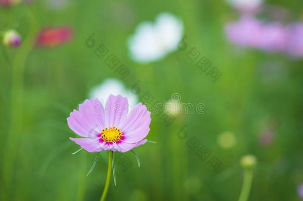 田关于盛开的粉红色的宇宙花采用指已提到的人花园,泰国