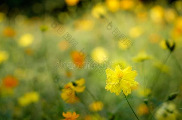 田关于盛开的黄色的宇宙花采用指已提到的人花园