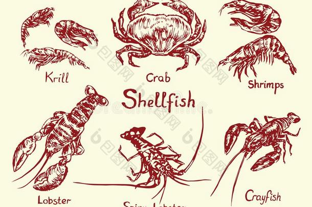 贝类动物放置,磷虾,蟹,虾,龙虾,长满刺的龙虾和