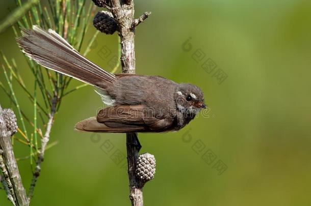 灰色的扇状尾-尾扇合欢-小的食虫的鸟.我