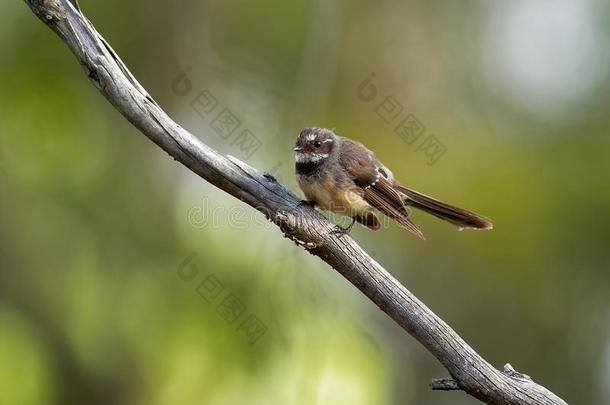 灰色的扇状尾-尾扇albiscapa-小的食虫的鸟.我