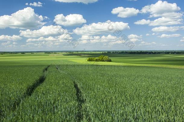 绿色的年幼的田小麦,科普斯和云采用指已提到的人天
