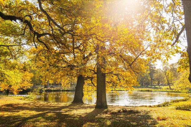 颜色鲜艳的秋树和明亮的黄色的树叶采用英语公园