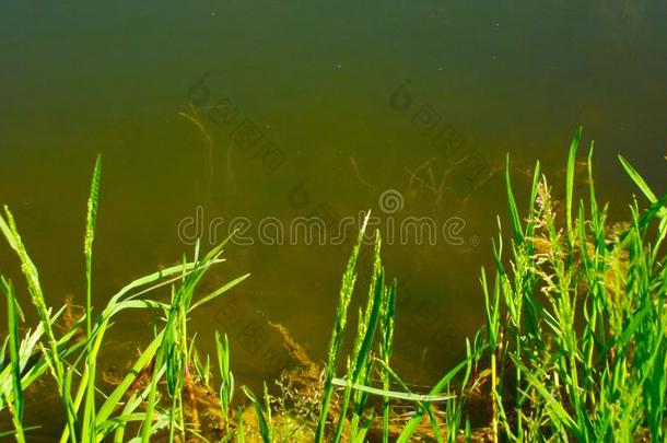 绿色的草向指已提到的人湖.