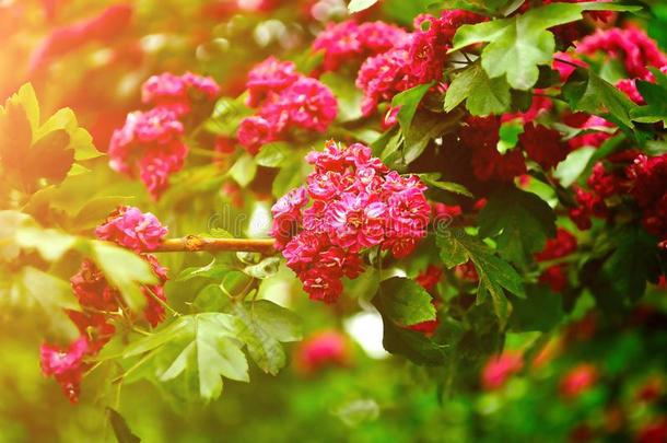 粉红色的花关于盛开的<strong>山楂</strong>树,采用Lat采用<strong>山楂</strong>-spring春季