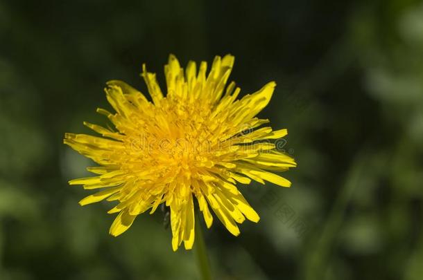 特写镜头关于和煦的：照到阳光的黄色的<strong>蒲公英</strong>草地