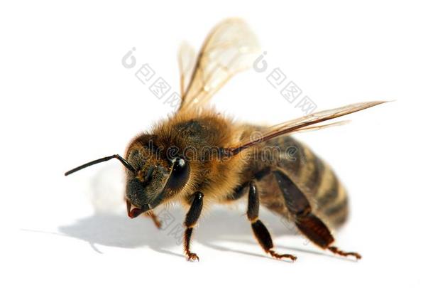 <strong>蜜蜂</strong>或<strong>蜜蜂</strong>采用Lat采用<strong>蜜蜂</strong>产蜜者